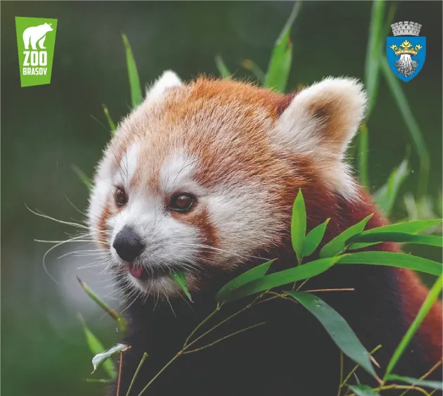 Weekend panda roşu la Grădina Zoologică Braşov. Peggy şi Benjamin, prima lor zi festivă
