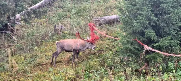 Un cerb, prins în plasă pe pârtiile Braşovului