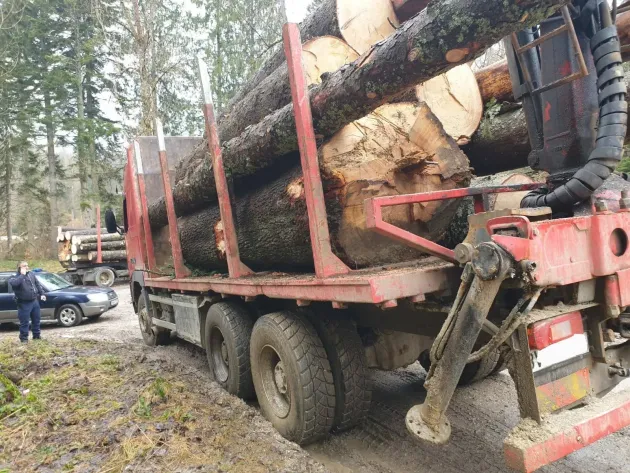 Firme din Moieciu şi Săcele vor tăia din pădurile Braşovului 600 mc de masă lemnoasă
