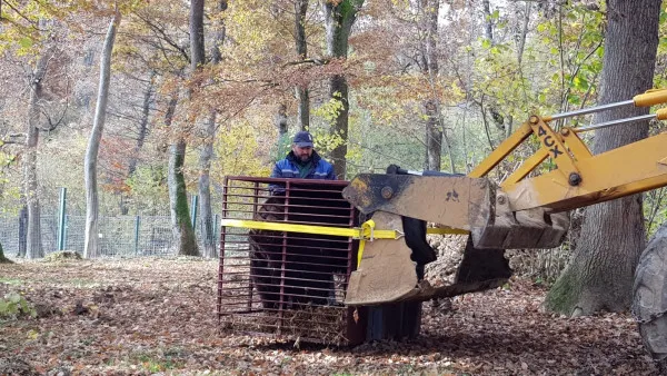 Urșii care au văzut pentru prima dată pădurea au ajuns la Zărnești: Alisa și Timka au venit din Ucraina, dar cei de la Libearty spun că și noi avem „o persoană privată care crește urși pentru a-i vinde în străinătate”