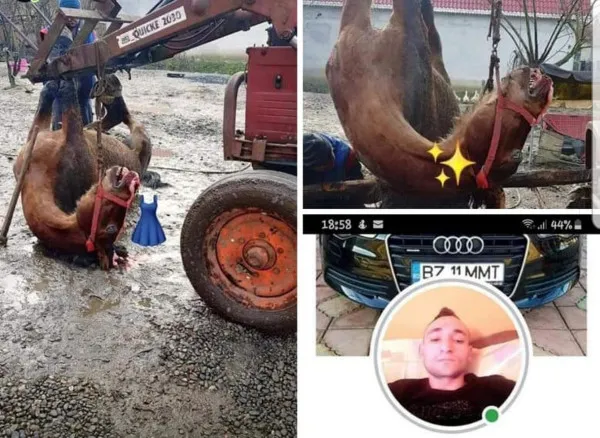 Schingiuitor de cai, căutat prin Braşov, găsit în Mureş. Pozele cu care s-a lăudat pe Facebook i-a adus Poliţia la uşă