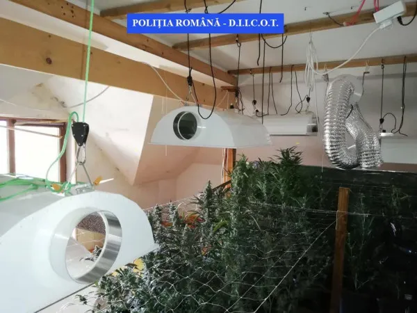 Pe alese: Şi cu tutun, şi cu cannabis. Furnizorii de la Făgăraş aveau o „mică Columbie” acasă