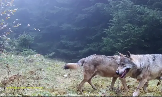 Imagini rar surprinse şi de „camera ascunsă”: Discreţii prădători din Piatra Craiului