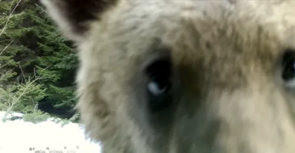 Ce face un ursuleţ când dă cu nasul în camera de filmat? Selfie...