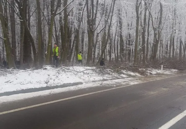Operaţiunea „copaci periculoşi” şi pe DN1