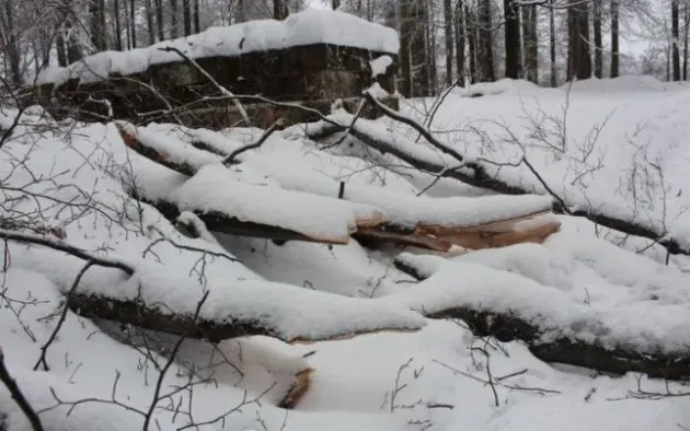 Crizbav şi Săcele: 17 fagi la drujba hoţilor