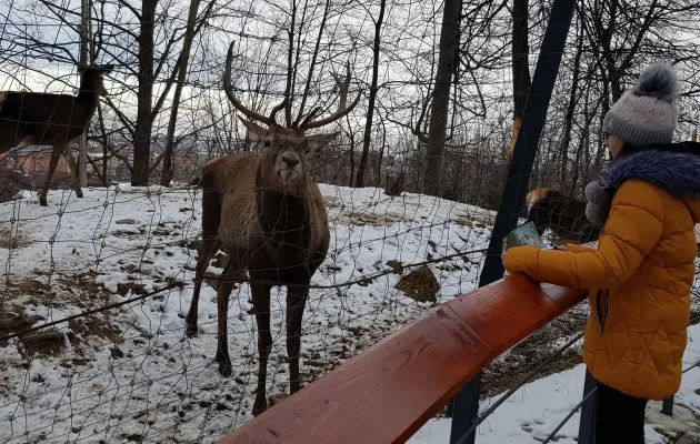 Cum trec animalele de la Zoo peste sezonul rece