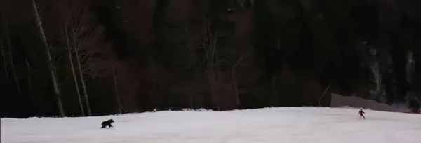 Cine fuge mai tare pe zăpadă: Ursul sau tu pe schiuri?