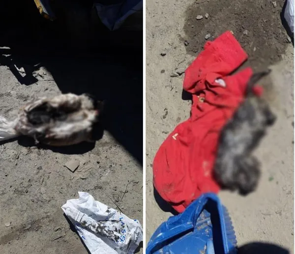 „Reciclarea” în bătaie de joc la Râşnov: saci cu animale moarte predaţi la „colectare selectivă”