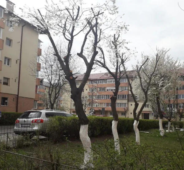 Planul cincinal de toaletare a arborilor