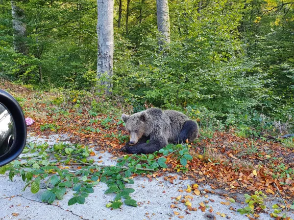 2018 - 2020: Urşii şi lupii au produs pagube de 1.142.928 lei în judeţul Braşov. Ministerul Mediului promite un „recensământ” ştiinţific al populaţiei de urşi