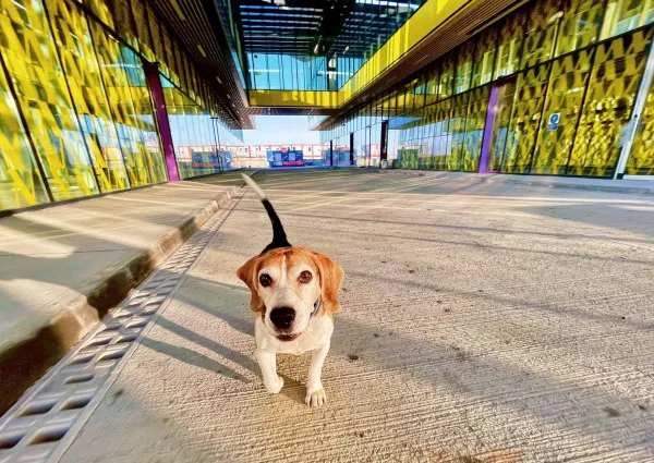 „Europe, here I come!”. Max, mascota vie a Aeroportului, şi-a „programat” primul zbor de la Braşov în Marea Britanie