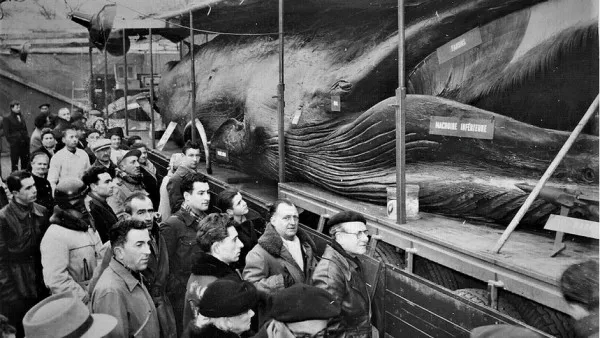 „Transport agabaritic”: O balenă de 68 de tone plimbată pe străzile Braşovului