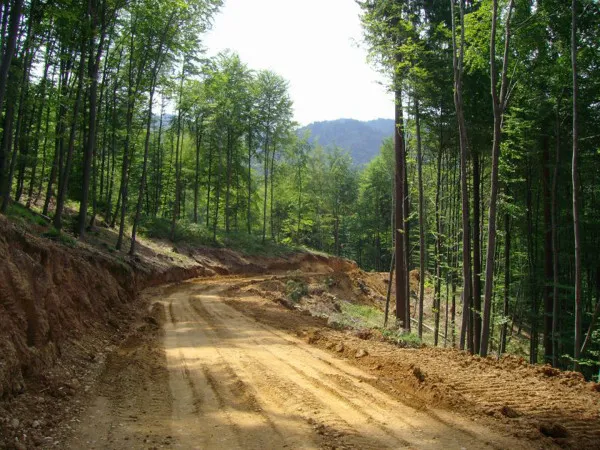 Drumurile forestiere din pădurile Braşovului vor fi, oficial, deschise turiştilor