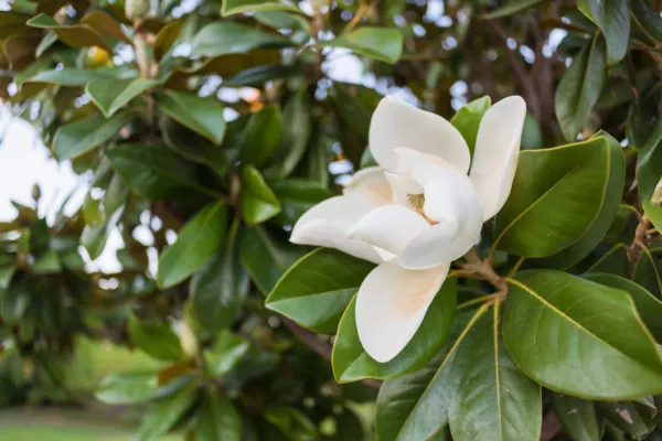 Rezevă-ţi o magnolie: O plăteşte „Magnolia”, singura condiţie e s-o plantezi în Răcădău