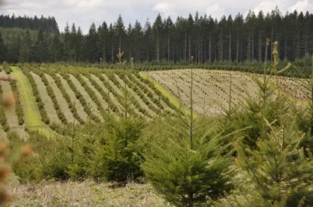 Regia Pădurilor Kronstadt este dispusă să plătească aproape un milion de lei pentru lucrări silvice