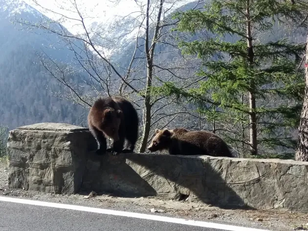 Ministrul Mediului: „Aproape jumătate din populaţia de urs a părăsit habitatul natural, aceste animale fiind tot mai des întâlnite în localităţi şi în curţile oamenilor”