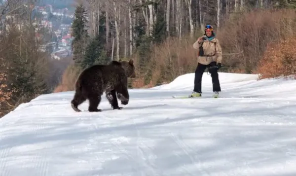 Ce faci când te întâlneşti cu ursul: O lecţie de la monitorul de schi care s-a fugărit cu „Martin”, marţi, pe pârtia Cocoşul din Predeal