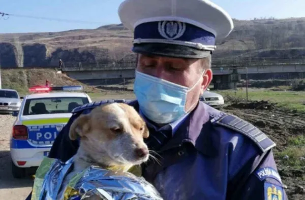 Primul dosar al Poliţiei Animalelor Braşov: La 15 ani a înjunghiat un câine până l-a omorât