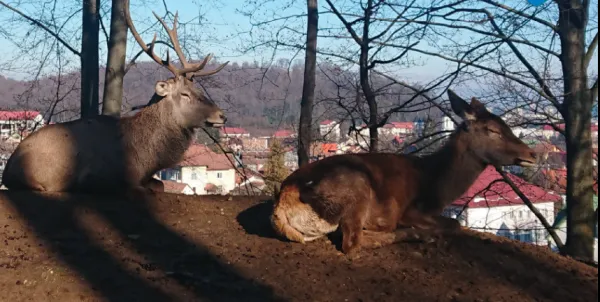 Animalele de la Zoo, încă pe „programul de iarnă”. Asta şi pentru că multe exemplare nu sunt obişnuite cu oscilaţiile de temperatură specifice Braşovului