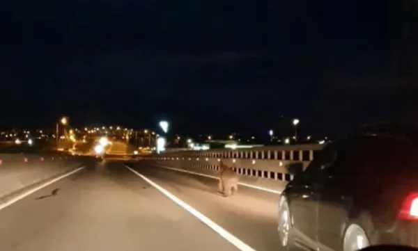 Urs, cu prioritate: Coleg de trafic cu șoferii pe ocolitoarea Brașovului, destinație Sânpetru. Navetist de o săptămână