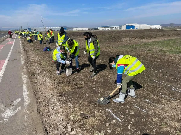 Prejmerul are „perdea verde” peste DN10. 5.500 de arbori plantaţi, aproape jumătate sâmbătă, de prejmereni mari şi mici