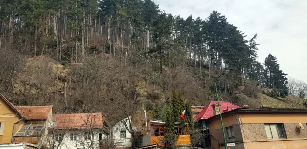 Casele din mai multe zone ale Brașovului, în pericol din cauza arborilor care stau să cadă. Prefectura a cerut intervenția în regim de urgență