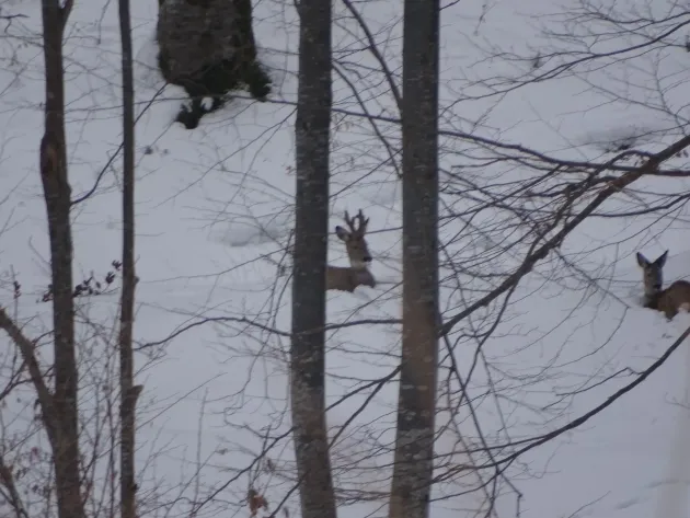 Împăduririle din Pădurile Şincii, amânate din cauza nămeţilor de aproape 1 metru
