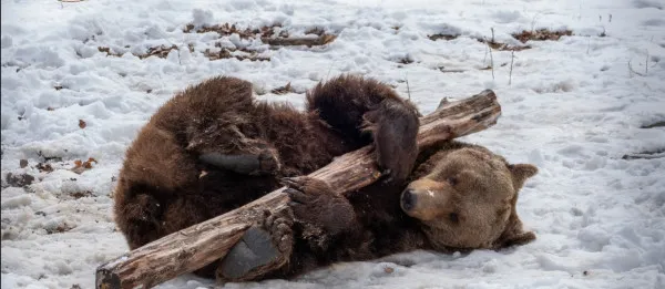 Copiii cu o viaţă tristă, invitaţi în vizită la urşii salvaţi de la o viaţă tristă