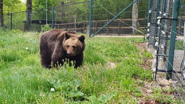 Noi locatari la Sanctuarul Libearty: Pic şi Poc şi Fetiţa, cea mai bătrână ursoaică din România