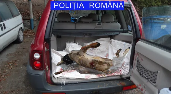 Avem şi noi „prinţii” noştri: Prins cu un căprior tranşat în portbagaj, un vânător din Dopca a „vărsat” tot la Poliţie: a fost şi vecinul, tot la împuşcat fără autorizaţie