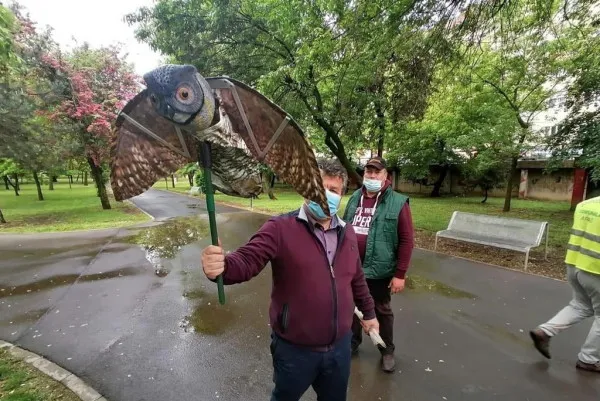 Metoda Bufniţa: o soluţie pe care o poate adopta şi Braşovul pentru a scăpa de ciorile din Parcul Tractorul