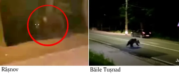 Noaptea „ursului-turist”: 1 la Râşnov, la Cetate. 8 - la Tuşnad, la băi