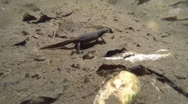 Imagini inedite: Tritonii din Piatra Craiului. Trăiesc în apă, pe şi sub pământ