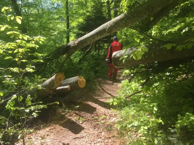 3.545 de copaci căzuţi, 90% pini negri: Toate traseele montane de pe Tâmpa sunt acum „libere de doborâturi”, urmează extragerea arborilor degajaţi