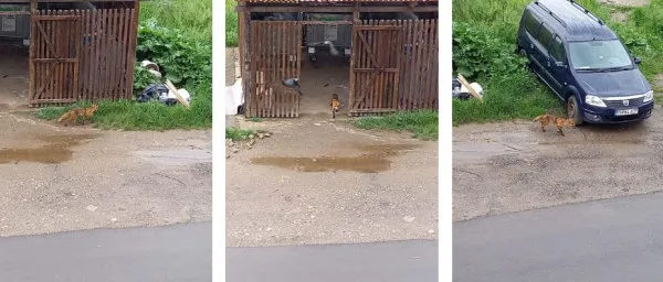 Braşovul, o imensă grădină zoologică: După urşi, în Tractorul au apărut şi vulpile