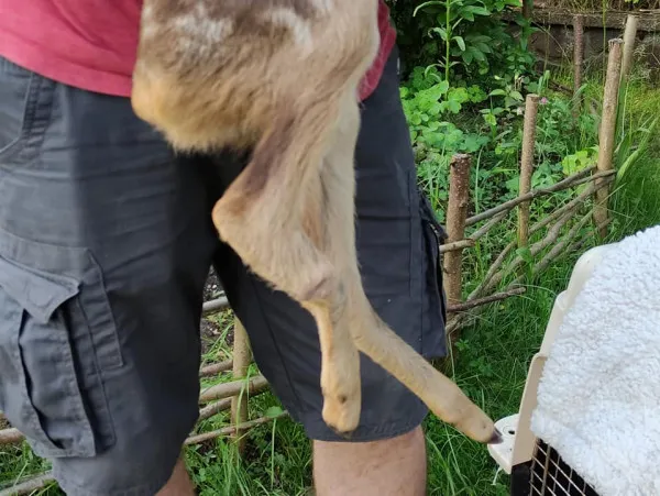 Un pui de căprioară rănit s-a ascuns într-o grădină din Schei