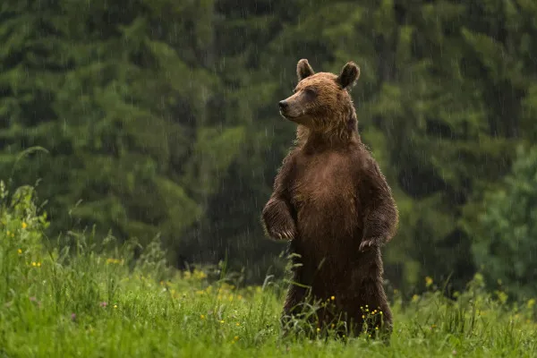 „Am zis că mă omoară”: S-a întâlnit ieri cu ursul