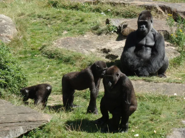La Grădina Zoologică din Braşov vor fi aduse primate mari. „Primate mari, poate chiar gorile. Oricum, va fi o specie spectaculoasă”