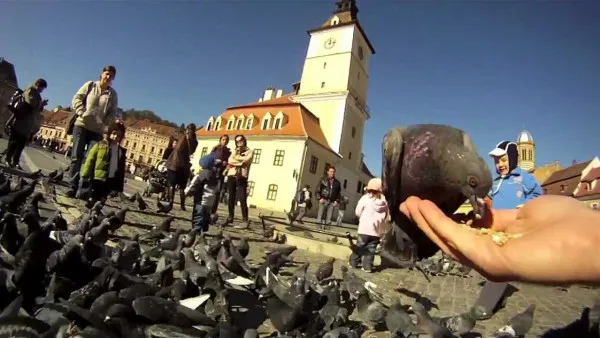 Porumbeii, apăraţi de la Braşov: Scrisoare deschisă către primarul Timişoarei, Dominic Fritz