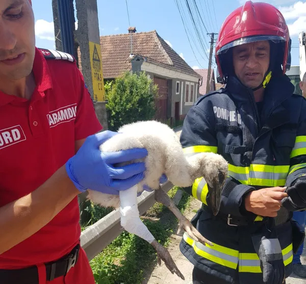 Pompierii militari au început săptămâna cu „misiuni speciale”: puiul de barză urcat în cuib - la Pârău şi ursuleţul căzut în canal - la Predeal