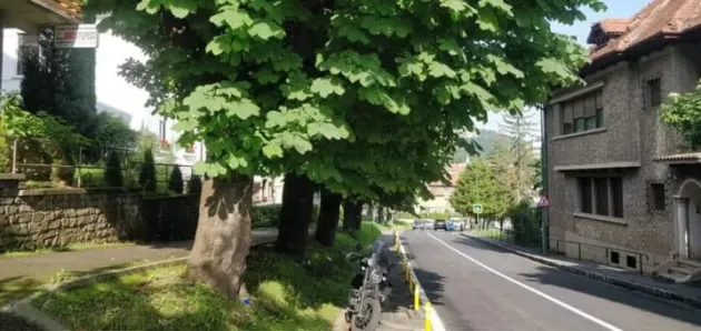 Mai mulţi arbori de pe strada Dobrogeanu Gherea din Braşov vor fi tăiaţi