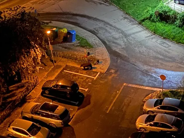 Ursoaicele cu pui, noua problemă a Braşovului