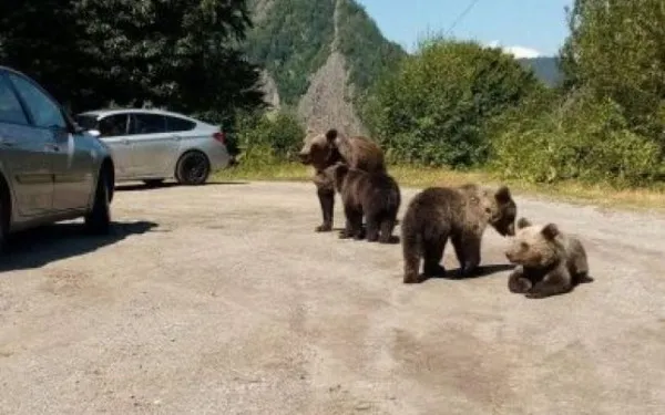 Ministrul Mediului, despre speţa Allen Coliban şi ursul (ne)împuşcat: „Lucrurile se liniştesc, a citit ordonanţa cap coadă şi a înţeles că arma nu îi este pusă în braţe”