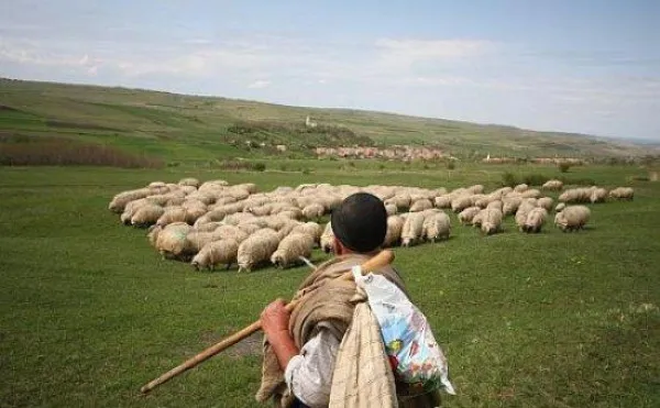 „Demisia Ciobanul”: Se golesc stânile din cauza urşilor