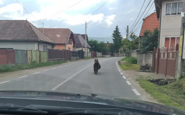 Copil de 8 ani, atacat de urs, pe uliţa din sat