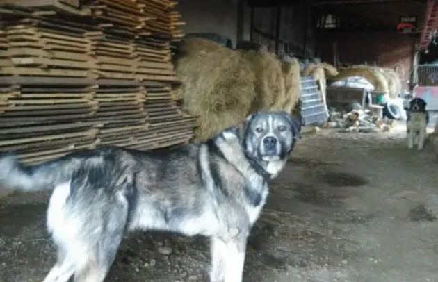 Părău şi Şercaia: 4 amenzi din cauza câinilor din curte
