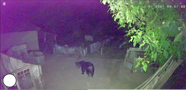 Un weekend cu urşii printre noi… N-a fost zi fără urs filmat la Braşov