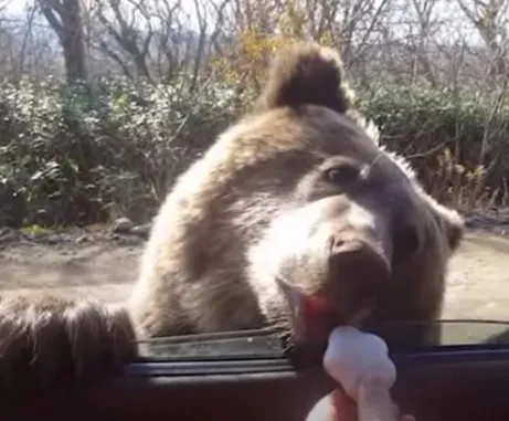 „Ca la urs” pe Transfăgărăşan