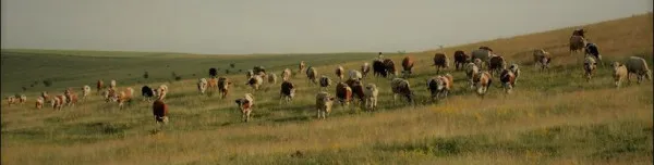 Ce spun braşovenii despre eticheta „lapte de fân” pe care vrea să o introducă Ministerul Agriculturii 